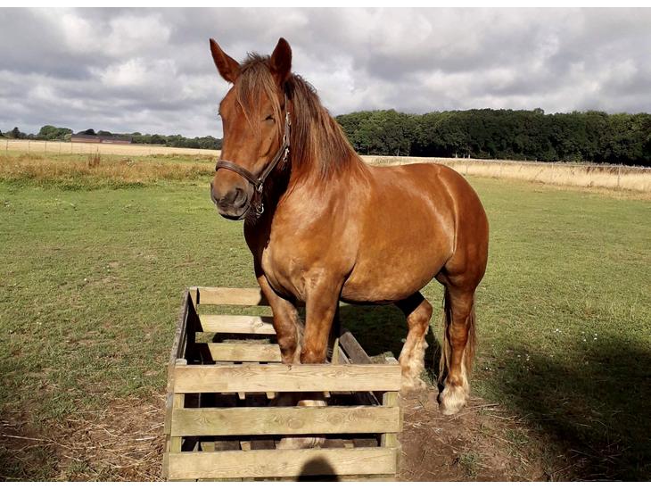 {{currentPhoto.altText}} billede {{currentPhoto.number}}