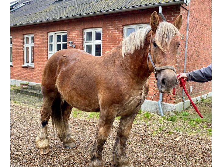 {{currentPhoto.altText}} billede {{currentPhoto.number}}