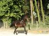 Lusitano Dilecto