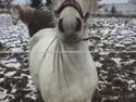 Fell pony Spirhøjs Nova
