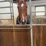 Dansk Varmblod Question Nexen