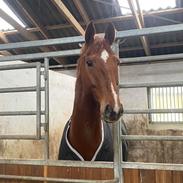 Dansk Varmblod Question Nexen