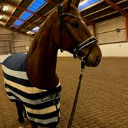 Dansk Varmblod Question Nexen