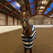 Dansk Varmblod Question Nexen