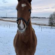 Palomino Stauslykkes fallulah