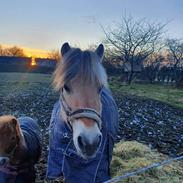 Fjordhest Hedegårds dante hjemme igen 
