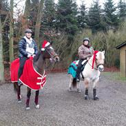 Fjordhest Hedegårds dante R,I,P