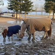Fjordhest Hedegårds dante R,I,P