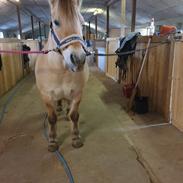 Fjordhest Hedegårds dante R,I,P