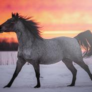 Anden særlig race Manou  *Klubmester spring 2012*