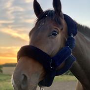 Fuldblod (XX) Mitram paz spencer xx