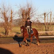 Dansk Varmblod Sione BS