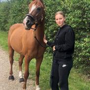 Anden særlig race Red magic