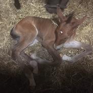 Oldenborg Vestergaard's Zack