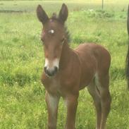 Oldenborg Vestergaard's Zack