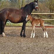 Welsh Partbred (Sec F) Struntze's Fake Painted