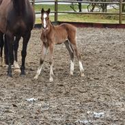 Welsh Partbred (Sec F) Struntze's Fake Painted