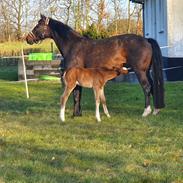 Welsh Partbred (Sec F) Struntze's Fake Painted