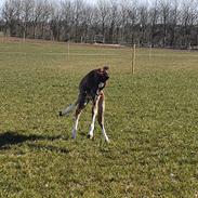 Welsh Partbred (Sec F) Struntze's Fake Painted