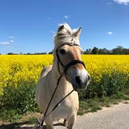 Fjordhest Mølby's Di-Anne