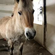 Fjordhest Mølby's Di-Anne