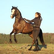 Welsh Partbred (Sec F) Hollywood's Bobby Brown 