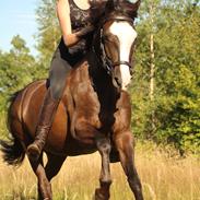 Welsh Partbred (Sec F) Hollywood's Bobby Brown 