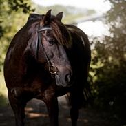 Anden særlig race Østerstrovs-Trups Sisco