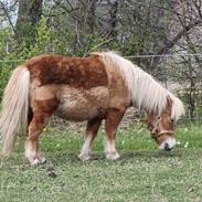 Shetlænder Bella (Tilde - Lånepony)