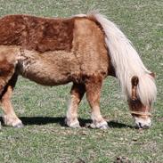 Shetlænder Bella (Tilde - Lånepony)