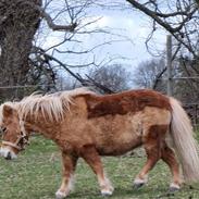 Shetlænder Bella (Tilde - Lånepony)