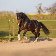 Welsh Cob (sec D) Tvingbro's Glenlivet
