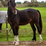 Welsh Cob (sec D) Tvingbro's Glenlivet