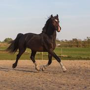 Welsh Cob (sec D) Tvingbro's Glenlivet