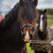 Welsh Cob (sec D) Tvingbro's Glenlivet