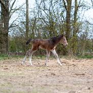 Oldenborg Blak-kes Aslak