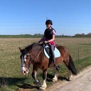 Irish Cob Crossbreed Darwins Mary Dee