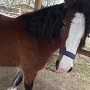 Irish Cob Crossbreed Darwins Mary Dee