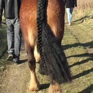 Irish Cob Crossbreed Darwins Mary Dee