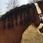 Irish Cob Crossbreed Darwins Mary Dee
