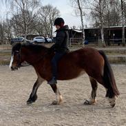 Irish Cob Crossbreed Darwins Mary Dee