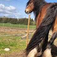 Irish Cob Lærkegaardens Ronan O'Riagain "solgt"