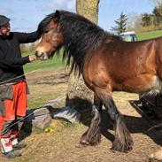 Irish Cob Lærkegaardens Ronan O'Riagain "solgt"