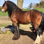 Irish Cob Lærkegaardens Ronan O'Riagain "solgt"