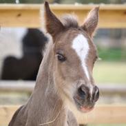 Welsh Cob (sec D) Rhosynfryd Touch Of Jac