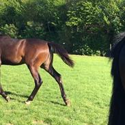 Dansk Varmblod Høyers Shape on You