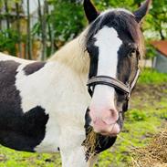 Irish Cob Joanna Von Schloss Hartenfels
