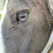 Irish Cob Joanna Von Schloss Hartenfels