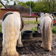 Irish Cob Joanna Von Schloss Hartenfels