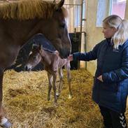 Dansk Varmblod CK' Kimberly Star